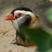 Arabian Partridge
